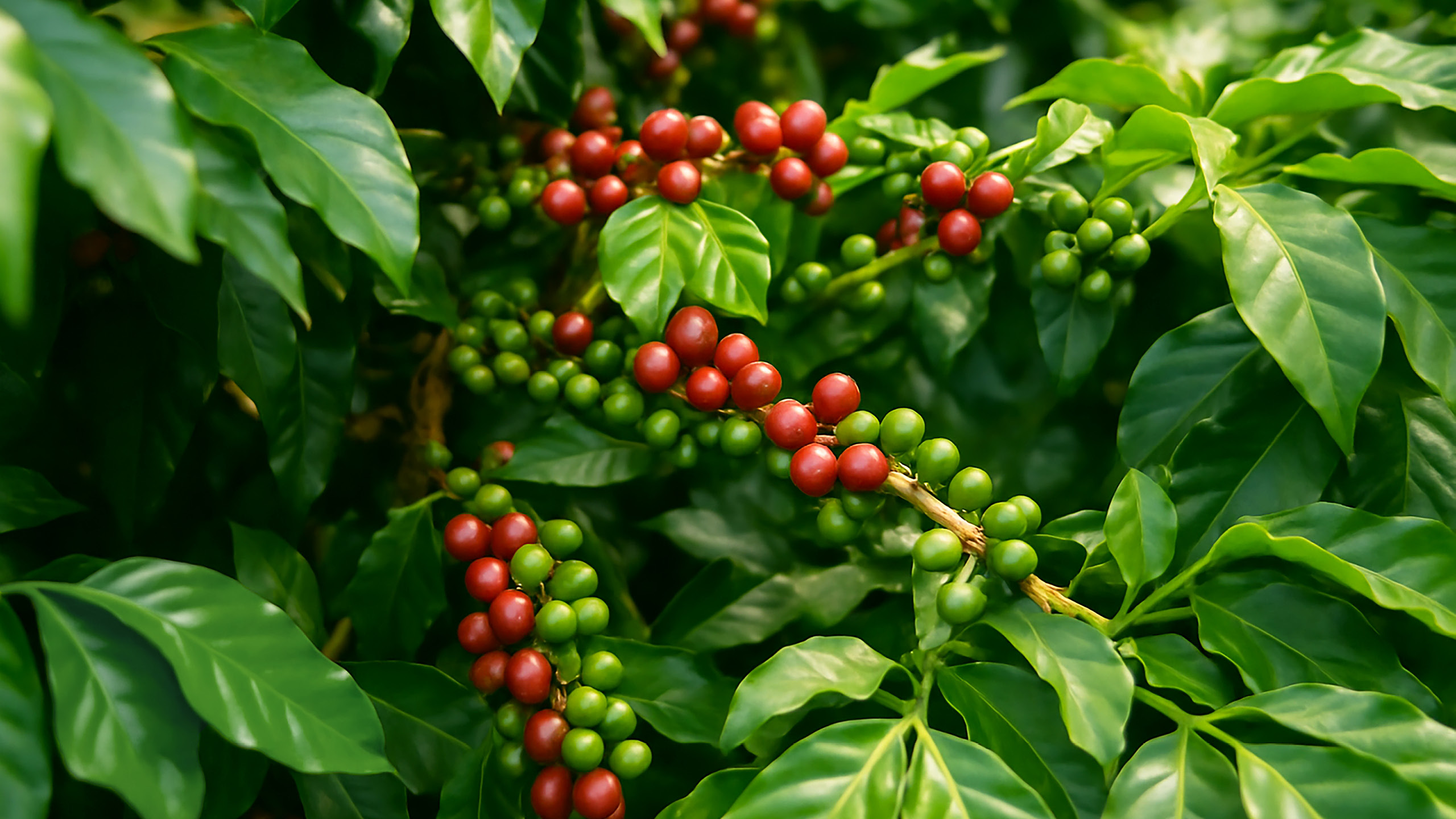 Hippos in Kenyan Waters